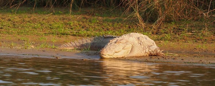 Indisches Krokodil im Chitwan Nationalpark Nepal