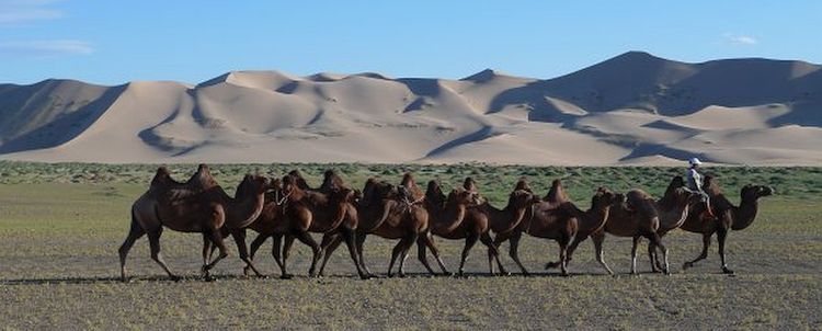 Mongolei Kamel Karawane