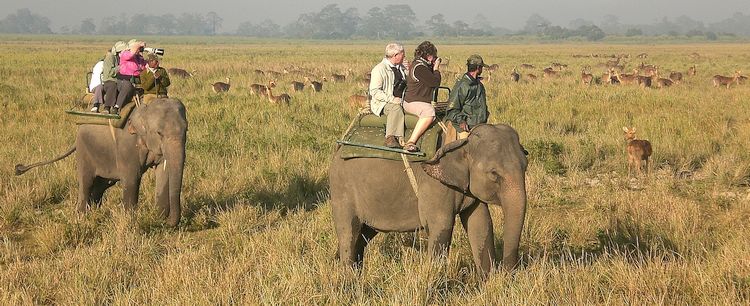Elefanten Reitsafari Kaziranga Nationalpark