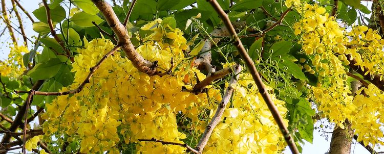 Myanmar Cassia Fistula Staatsblume Kerala Indien