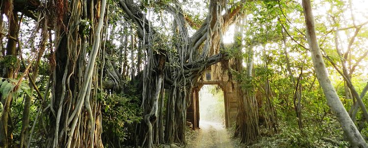 Banyan Tree Rajasthan Ranthambore National Park