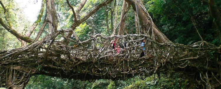 Living Roots Bridge Meghalaya