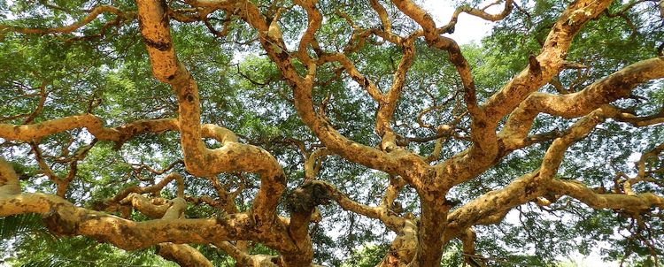 Akazienbaum Burma Myanmar