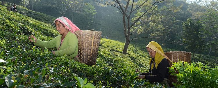 Darjeeling Teepflückerinnen