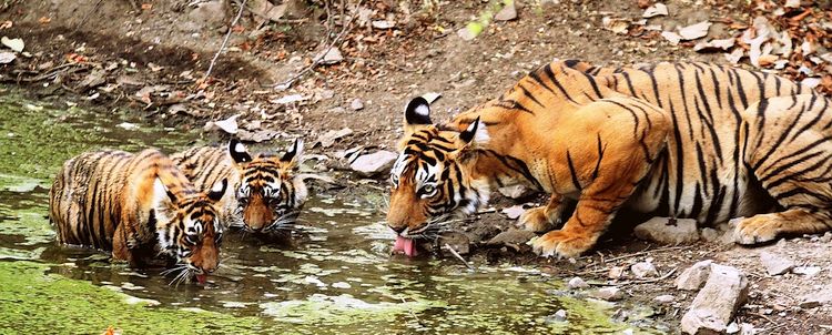 Tigerin trinkt Wasser mit zwei Jungen Ranthambore Nationalpark