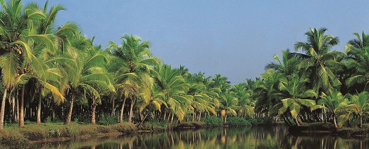 Kerala Wasserwege Kokospalmen