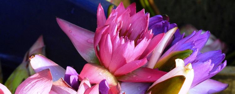 Myanmar Lotus